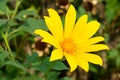 Blooming LeopardÃ¢â¬â¢s Bane flower -Doronicum austriacum in garden